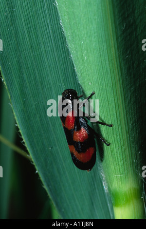 Blutzikade (Cercopsis Vulnerata) Erwachsene. Auf einem Reed-Stiel. Upton Fen, Norfolk, England. Stockfoto