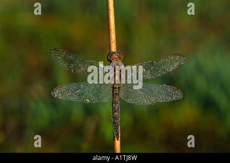 Weibliche gekielt Abstreicheisen Libelle (Orthetrum Coerulescens). Nach eine Nacht Schlafplatz auf einem Ansturm Stiel bedeckt in Tau. Stockfoto