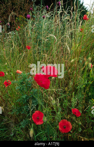 Klatschmohn (Papaver Rhoeas) und Moschus Disteln (Blütenstandsboden Nutans) am Straßenrand Bank blühend. Shropshire, England. Stockfoto