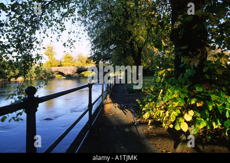 Großer-blättrig Linden neben den Fluss Severn. Llanidloes, Powys, Wales, UK. Stockfoto