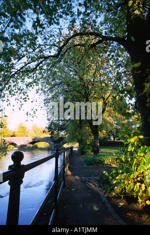 Großer-blättrig Linden neben den Fluss Severn. Llanidloes, Powys, Wales, UK. Stockfoto