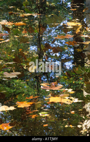 Reflexion der eine orientalische Platane (Platanus Orientalis) in einem Wald Pool. Glansevern Gärten, Powys, Wales, UK. Stockfoto