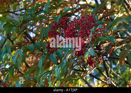 Sargents Rowan (Sorbus Sargentiana) Frucht des Baumes im Herbst. Glansevern Gärten, Powys, Wales, UK. Stockfoto
