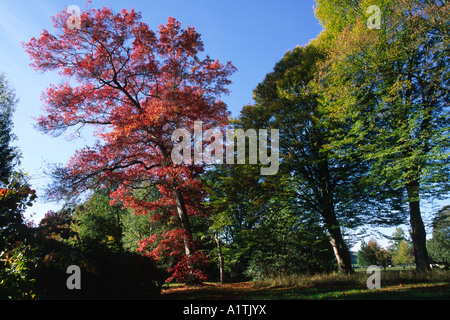 Scharlachrote Eiche (Quercus Coccinea) im Herbstlaub mit Buche Bäume. Glansevern Gärten, Powys, Wales, UK. Stockfoto