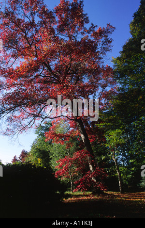 Scharlach-Eiche (Quercus Coccinea) ein großer Baum im Herbstlaub. Glansevern Gärten, Powys, Wales, UK. Stockfoto