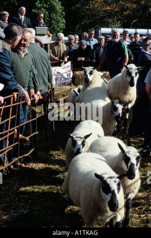 Schafe den Verkauf Ring nach dem Verkauf an den jährlichen Llanidloes Zucht Schafe Verkauf verlassen. Stockfoto