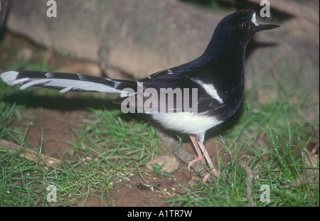 Weiß gekrönt Forktail Enicurus leschenaulti Stockfoto