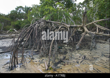 Root-Flugsysteme an der Basis der Mangroven in der Mündung des Amazonas nr Soure Marajó Insel Para Staat Brasilien Stockfoto