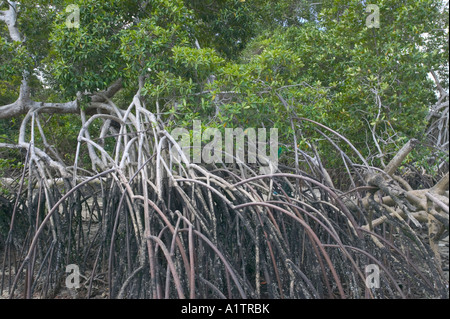 Root-Flugsysteme an der Basis der Mangroven in der Mündung des Amazonas nr Soure Marajó Insel Para Staat Brasilien Stockfoto