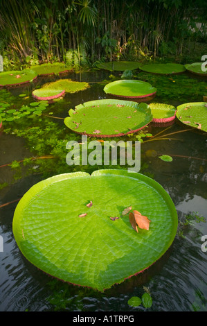 Victoria Regis Lilien Belem Para Staat Brasilien Stockfoto