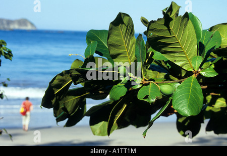 Nationalpark Manuel Antonio, Costa Rica Stockfoto