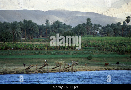 Der Fluss Nil, Ägypten. Stockfoto