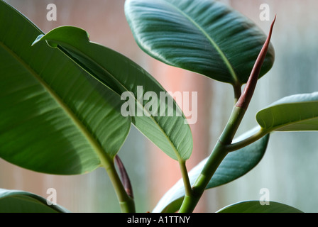 Neue rote Blatt Rudern auf einem Indien Haus Gummibaum, Ficus Elastica, in  sonniger Lage am Fenster, UK Stockfotografie - Alamy