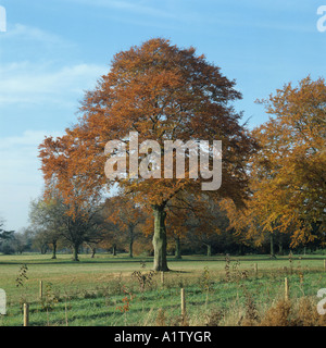 Einzelne Buche Fagus Sylvatica in helle Herbstfärbung orange braun Stockfoto