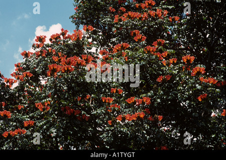 Afrikanische Flamme Baum oder Tulpenbaum Spathodea Campanulata beleuchtete Blumen Kenia Stockfoto