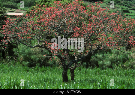 Gemeinsamen Korallenbaum Erythrina Lysistemon Blüte blattlosen Baum in der Nähe von Thika, Kenia Stockfoto