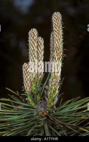 Neues Wachstum Kerzen auf eine junge Föhre Pinus sylvestris Stockfoto