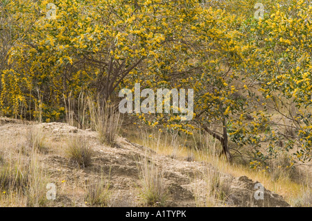 Golden Wattle Akazie Pycnantha in Blume neben dem Weg bis zum römischen Theater Frühjahr Soli-Nordeuropa-Zypern Stockfoto
