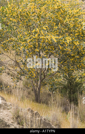 Golden Wattle Akazie Pycnantha in Blume neben dem Weg bis zum römischen Theater Frühjahr Soli-Nordeuropa-Zypern Stockfoto