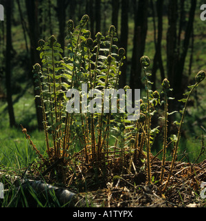 Junge Wurmfarn Dryopteris Filix Mas Wedel uncurling im Frühjahr Wald Stockfoto