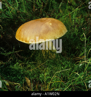 Steinpilzen oder Cep Boletus Edulis essbare fruchttragenden Pilz oder Pilz im Rasen Stockfoto