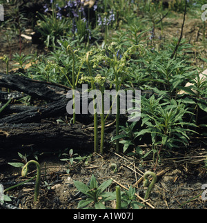 Junge Saison früh Adlerfarn Pteridium Aquilinum im Wald Stockfoto