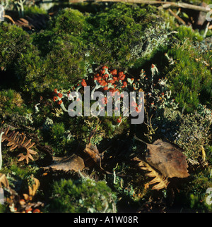 Ein Patch von Moosen und Fruchtbildung Flechten Cladonia Floerkeana in einem Berkshire Holz im winter Stockfoto