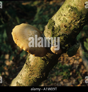 Maisöl Halterung Pilz Piptoporus Betulinus schwach Parasit auf Silver birch Stockfoto