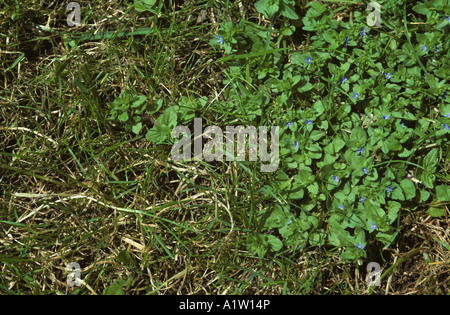 Wand-Ehrenpreis Veronica Arvensis Blüte im Rasen Stockfoto