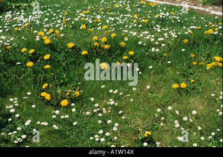 Gänseblümchen-Löwenzahn und andere Unkräuter blühen im Garten Rasen Stockfoto