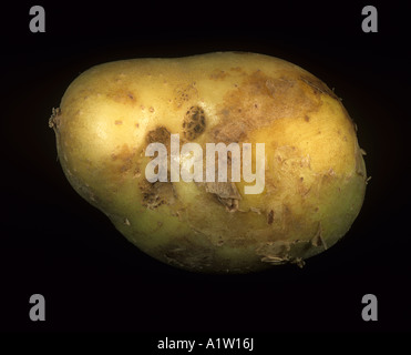 Knolle Frühsymptome der schwarzen Schorf Rhizoctonia Solani auf eine Kartoffelknolle Schottland Stockfoto