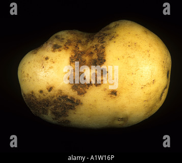 Schwarzer Schorf Rhizoctonia Solani Schorf wie Schäden an der Haut eine Kartoffelknolle Schottland Stockfoto