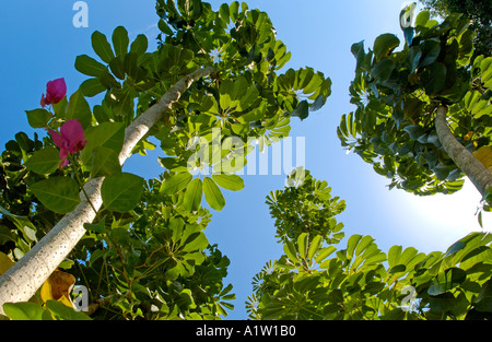 tropischen Schefflera Zierbaum in Florida Umbrella Tree Stockfoto