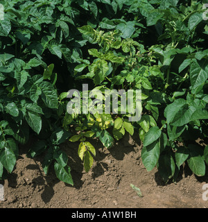 Schwärze (Pectobacterium carotovorum) ssp atroseptica infizierte Kartoffelpflanze beginnt zu sterben Stockfoto