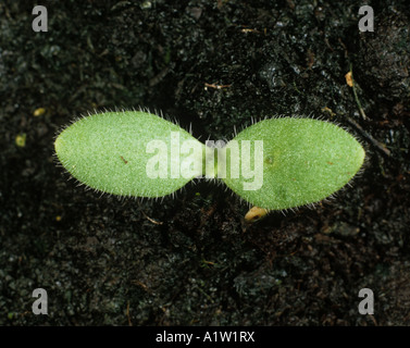 Viper Bugloss Echium Vulgare Sämling Keimblätter Stockfoto