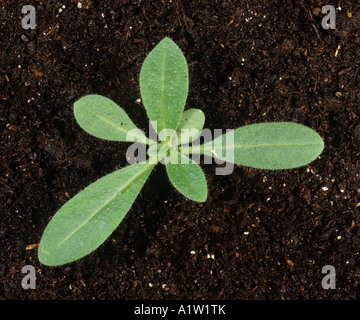 Viper Bugloss Echium Vulgare Sämling mit vier Laubblätter Stockfoto