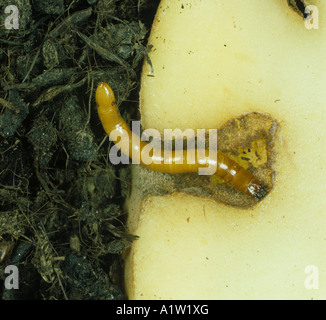 Wireworm Agriotes sp Klick Käferlarve Fütterung auf Kartoffelknolle Stockfoto