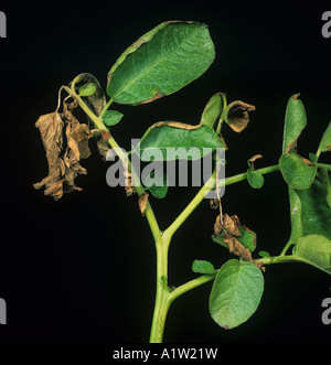 Verticillium verwelken Verticillium Albo Atrum typische einseitig Schäden an einem Kartoffel-Blatt Stockfoto