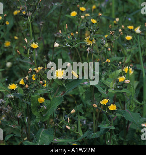 Sow Thistle Sonchus Oleraceus Blütenpflanzen zu glätten Stockfoto