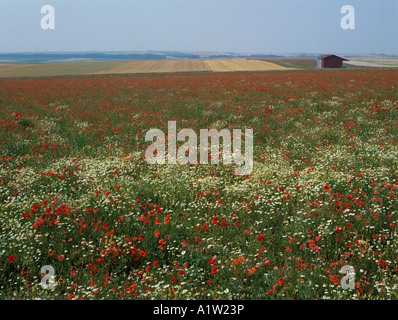 Ackerfläche voller blühender Mohn und Mayweed Norther Frankreich Stockfoto