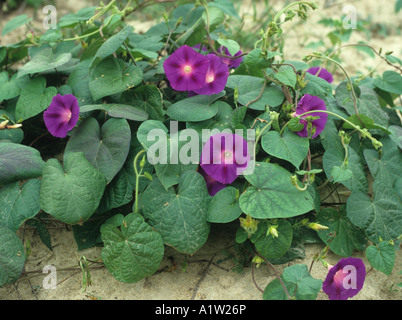 Purpur Prunkwinde Ipomoea Purpurea blühende Pflanze Stockfoto