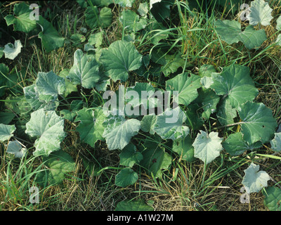 Huflattich Tussilago Farfara Blätter der Pflanzen im Brachland Stockfoto