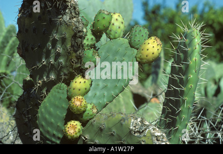 Kaktusfeige oder Barbary Fig Opuntia Ficus Indica Frucht auf dem Kaktus Stockfoto