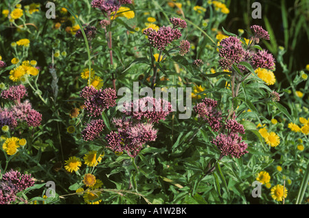 Hemp Agrimony Eupatorium Cannabinum in Blume mit Blüte gemeinsame Berufkraut Stockfoto