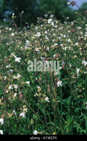 Weisse Lichtnelke Silene Alba Pflanzen in Blüte Stockfoto