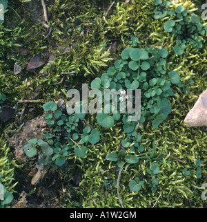 Behaarte Schaumkraut Cardamine Hirsuta Pflanze rosette Stockfoto