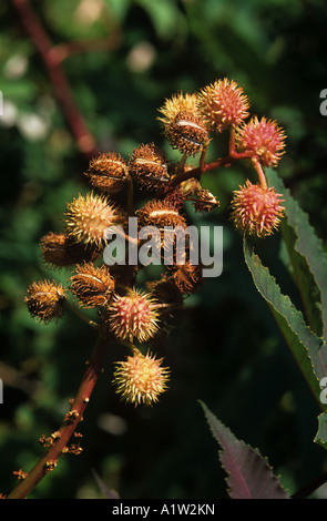 Rizinusöl Pflanze Ricinus Communis reifen Samenkapseln öffnen Stockfoto