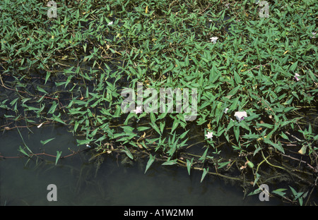 Prunkwinde Ipomoea Aquatica Blüte Luzon Philippinen Wasser Stockfoto