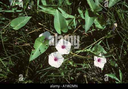 Sumpf oder Prunkwinde Ipomoea Aquatica Blumen Wasser Stockfoto