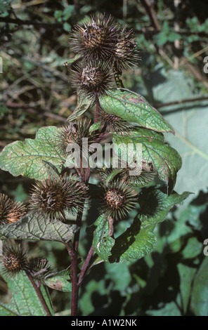 Geringerem Klette Arctium minus seedhead Stockfoto